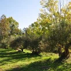 Untitled_design_3 (1)